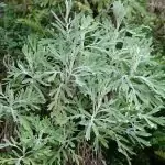 Бял пелин Artemisia absinthium