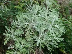 Бял пелин Artemisia absinthium