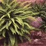 Обикновено изтравниче Asplenium trichomanes