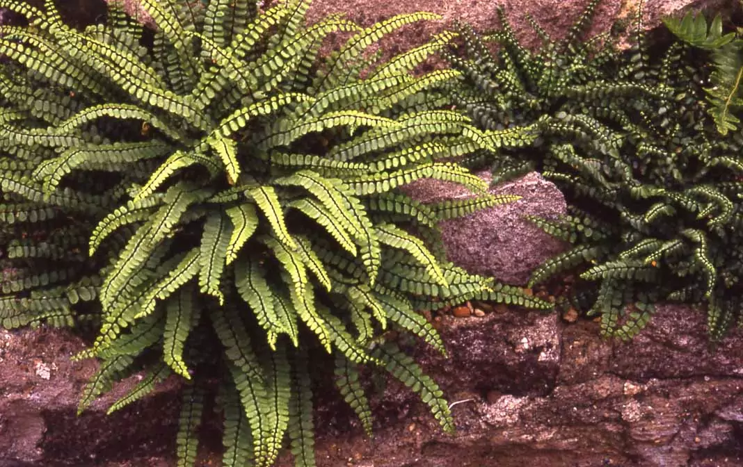 Обикновено изтравниче Asplenium trichomanes