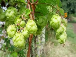 Хмел Humulus lupulus L.