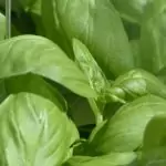 Босилек Ocimum basilicum