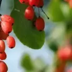 Кисел трън Berberis vulgaris L.