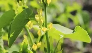 Вълча ябълка