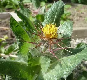 Пресечка Cnicus benedictus L.