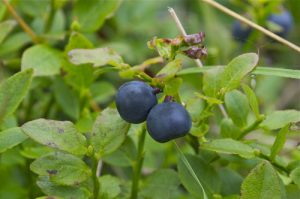 Черна боровинка Vaccinium myrtillus L