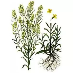 Боянка Erysimum diffusum Ehrh