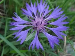 Синя метличина Centaurea Cyanus