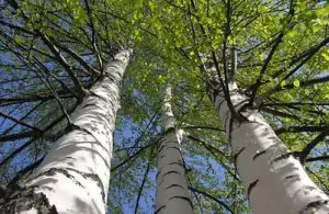 Бяла бреза Betula alba