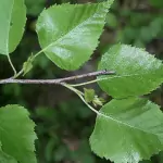 Бяла бреза Betula alba