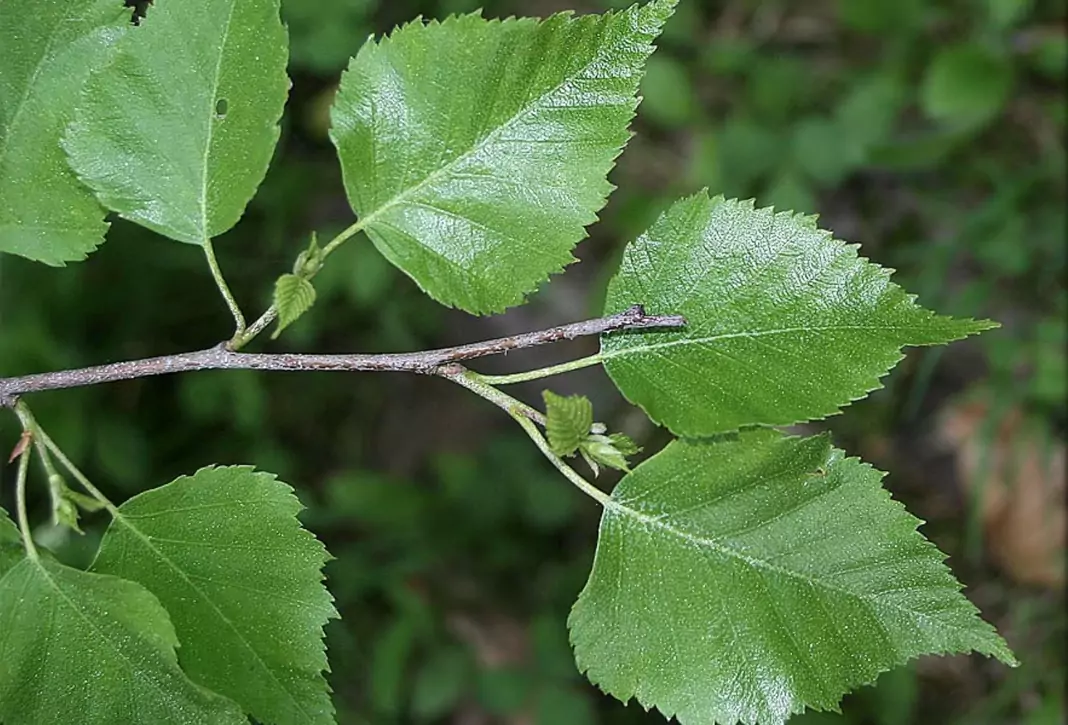 Бяла бреза Betula alba