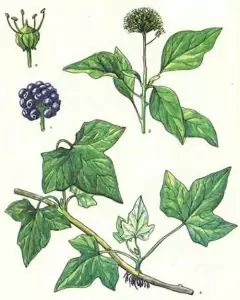 Бръшлян Hedera helix L.