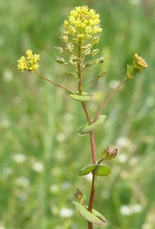 Горуха Lepidium perfoliatum L
