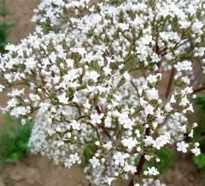 Дилянка (валериана) Valeriana Officinalis
