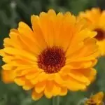 Невен Calendula Officinalis
