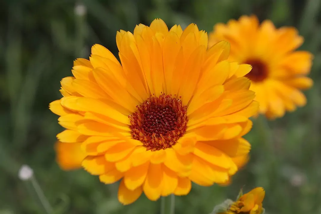 Невен Calendula Officinalis