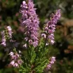 Калуна Calluna vulgaris