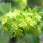 Шапиче (цариче)