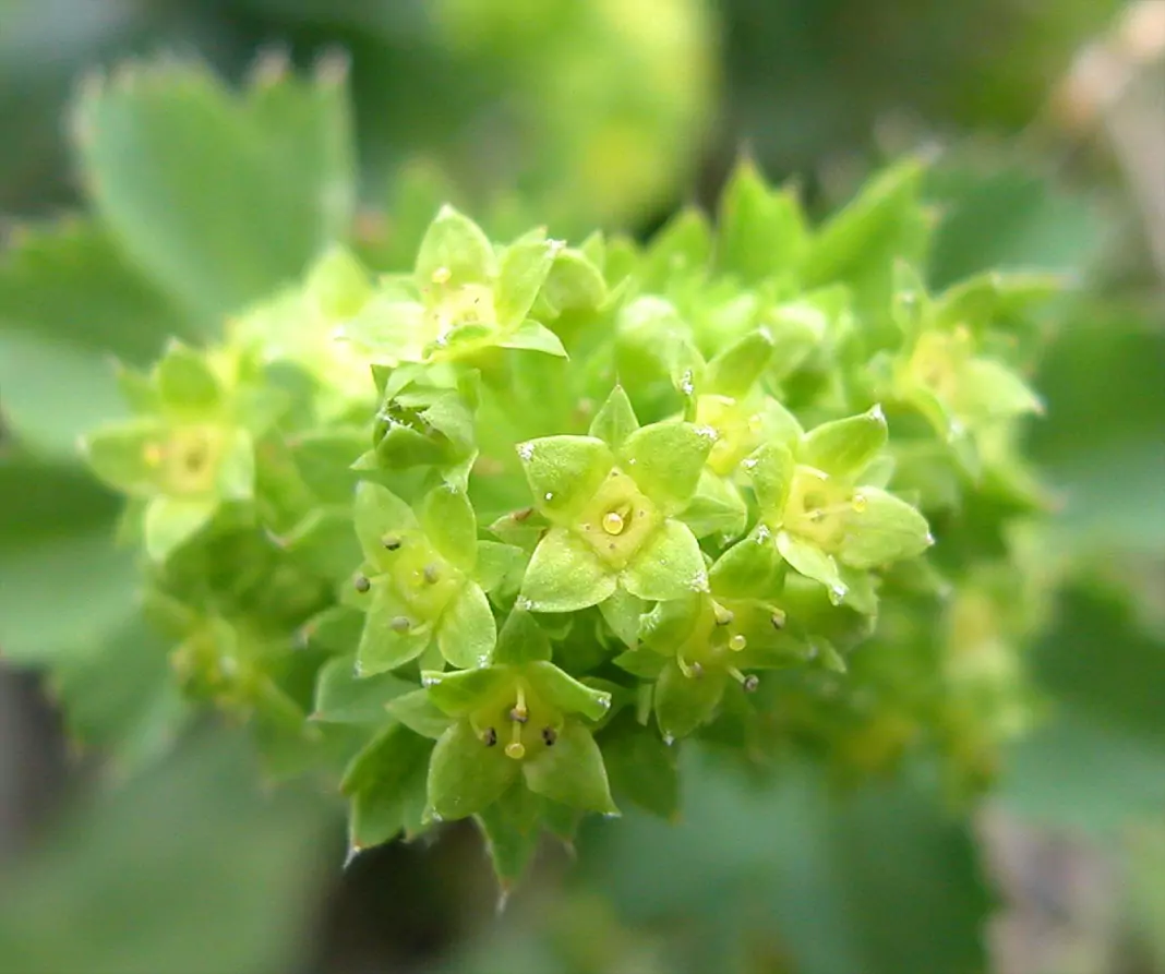 Шапиче (цариче)