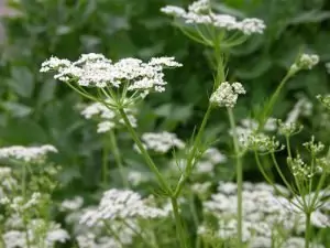 Ким Carum carvi L.