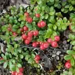 Червена боровинка Vaccinium vitis-idaea L.