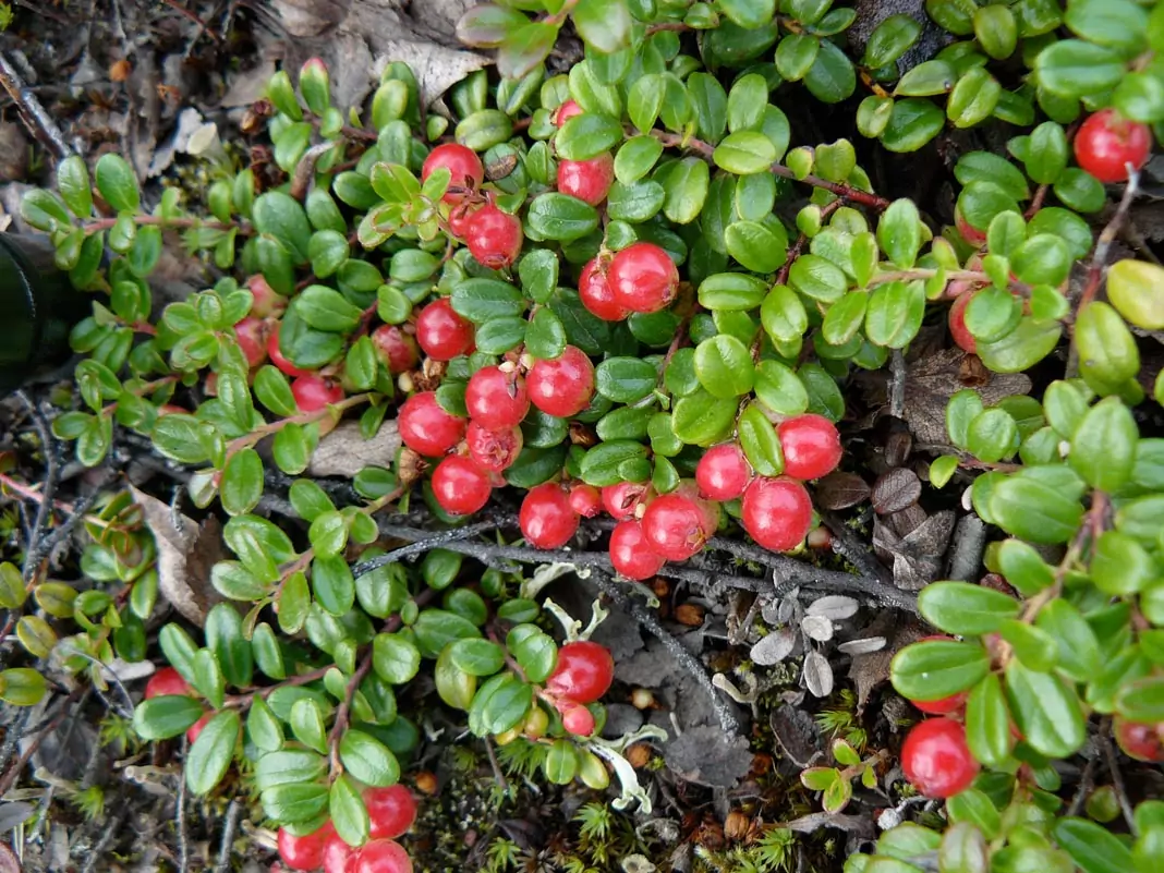 Червена боровинка Vaccinium vitis-idaea L.
