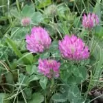 Червена детелина