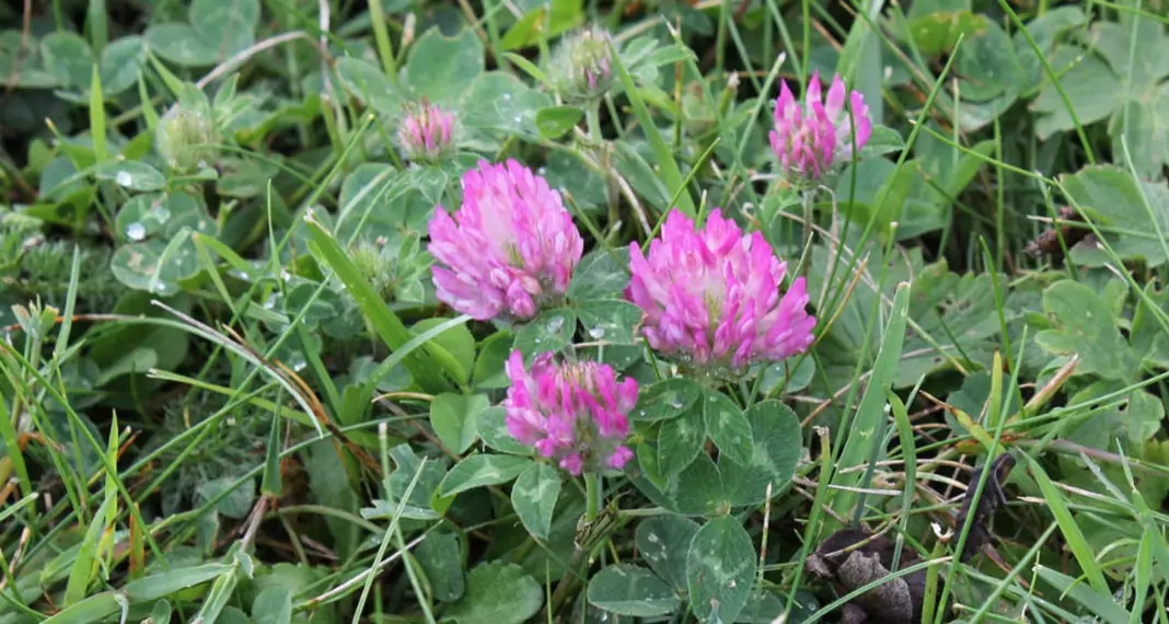 Червена детелина