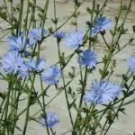 Синя жлъчка (цикория) Cichorium Intybus