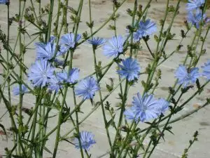 Синя жлъчка (цикория) Cichorium Intybus