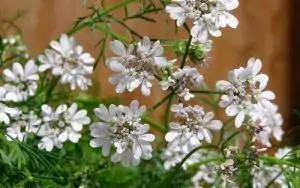 Кориандър Coriandrum Sativum