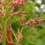 Ревен Rheum palmatum L. var. tanguticum Maxim.