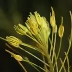 Войничица Descurainia sophia (L.) Webb