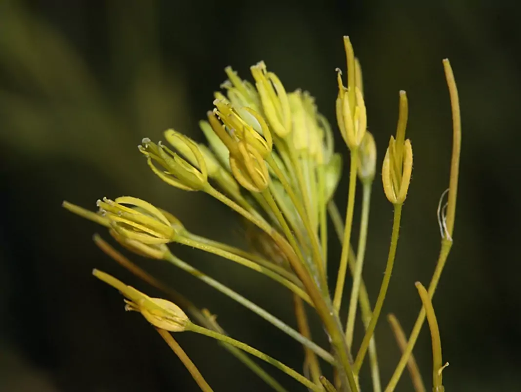 Войничица Descurainia sophia (L.) Webb
