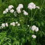 Дилянка (валериана) Valeriana Officinalis
