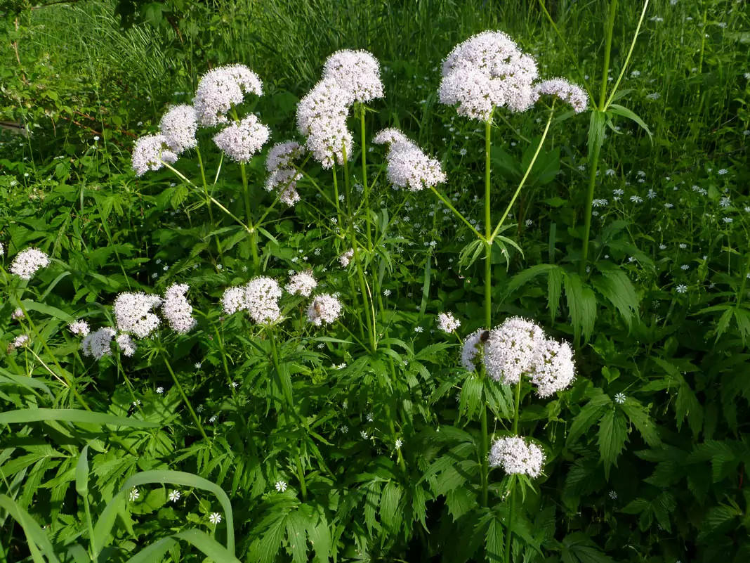 Дилянка (валериана) Valeriana Officinalis