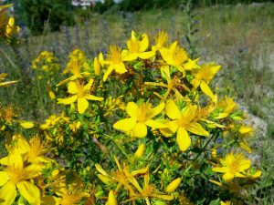Жълт кантарион (звъника) Hypericum Perforatum
