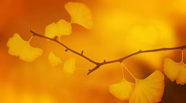 Златно в сънищата Златно в сънищата