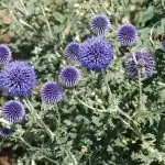 Челядник Echinops ritro L.