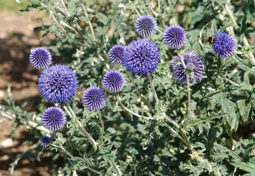 Челядник Echinops ritro L.