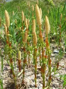 Блатен хвощ 