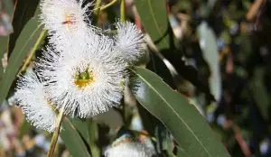Евкалипт Eucalyptus globulus Labill.