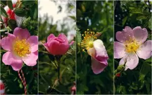 Шипка Rosa Canina