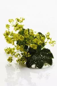 Шапиче (цариче)