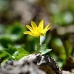 Жълтурче Ranunculus ficaria