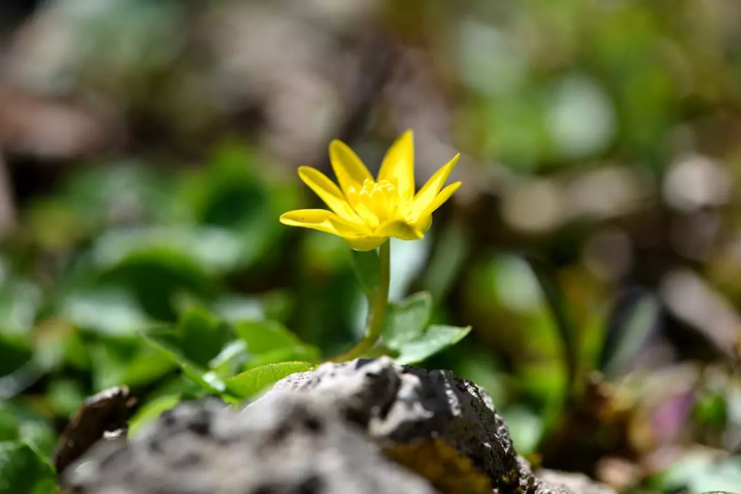 Жълтурче Ranunculus ficaria