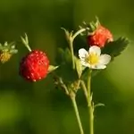 Горска ягода Fragaria Vesca