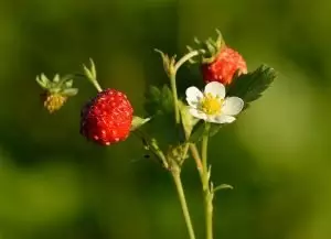 Горска ягода Fragaria Vesca