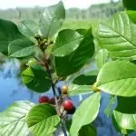 Зърнастец Frangula alnus Mill.