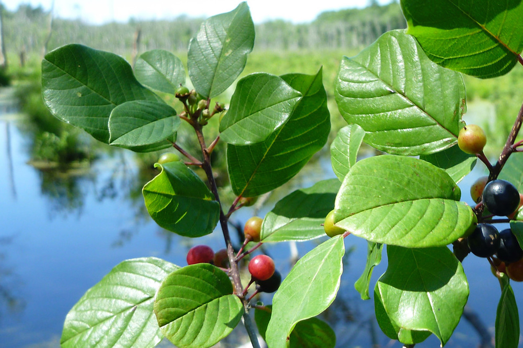 Крушина фото. Крушина ломкая Frángula Álnus. Крушина ломкая (Frangula Alnus). Крушина ломкая (ольховидная). Крушина ольховидная Frangula Alnus.